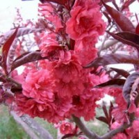 低價(jià)格出售紅葉碧桃