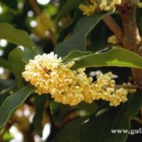 供應(yīng)H1-150CM桂花苗木