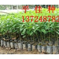 大量供應(yīng)優(yōu)質(zhì)白銀木小苗 低價(jià)出售 不容錯(cuò)過 價(jià)格平 綠化種苗