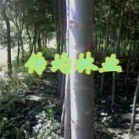 竹柳價(jià)格 美國竹柳 竹柳3號(hào)