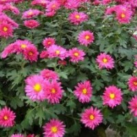 荷蘭菊的生長習(xí)性