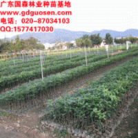 桂花小苗—廣西桂花小苗_桂花小苗價(jià)格