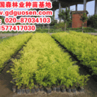 黃金香柳—廣西黃金香柳_黃金香柳價格