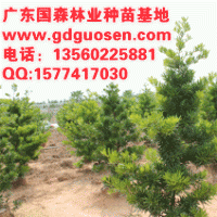 蘭嶼羅漢松—蘭嶼羅漢松價格