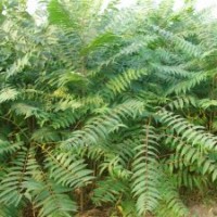 質(zhì)優(yōu)價廉：鳴祥園林千頭椿，千頭椿價格