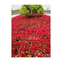 首選濟(jì)寧鳴祥園林紅葉石楠，紅葉石楠質(zhì)優(yōu)價(jià)廉