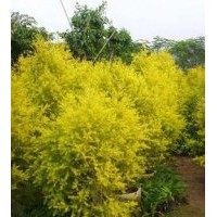山東黃金柳，安徽黃金柳，黃金柳價(jià)格