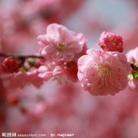 櫻花6公分、16公分 銀杏12公分、銀杏25公分架接、20公分、