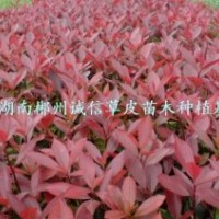 綠化苗木 工程苗 紅葉石楠苗 批發(fā)紅葉石楠小苗 自產(chǎn)自銷