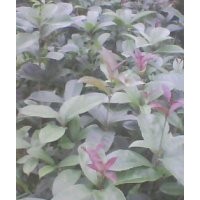 供應八月桂、茶油等苗