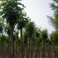 出售大量8-10公分香花槐，價(jià)格面議