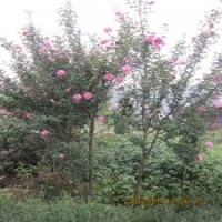 小喬木木槿苗獨桿木槿樹苗1-3公分粗木槿工程苗