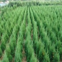 40-50厘米高檜柏苗批發(fā)江蘇檜柏苗基地直銷