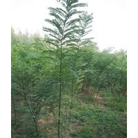 東軒苗木種植基地速生國(guó)槐一級(jí)國(guó)槐