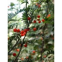 紅豆杉苗木地莖12345678公分有售