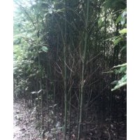 供地徑3公分的秋楓、香樟樹、羊蹄甲、本地木棉苗