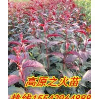 光輝海棠苗，北美海棠苗，紅肉海棠苗