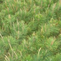 山東黑松苗、油松苗、側(cè)柏苗