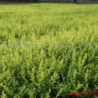 大量供應(yīng)綠化苗木紅葉小檗、金葉女貞、瓜子黃楊、龍柏、冬青、扶