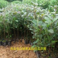 供應(yīng)綠化樹苗細(xì)葉欖仁，小葉欖仁，雨傘樹小苗