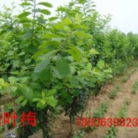 1-2-3-5公分紅葉碧桃的價(jià)格是多少