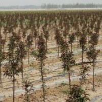 供應北美海棠2年苗