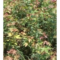 國(guó)槐、白蠟、五角楓、絲棉木