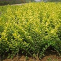 優(yōu)質(zhì)大葉黃楊 現(xiàn)有國(guó)槐，垂柳，白蠟，檜柏，銀杏，龍爪槐，法桐