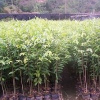 沉香、沉香小苗、沉香樹苗批發(fā)