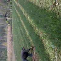 供應 紅豆杉，楠木，黃楊木