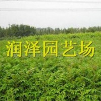 供應香椿苗 香椿苗價格