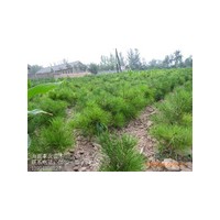 大量供應(yīng)各種規(guī)格白皮松