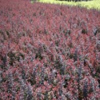 低價供應(yīng)金葉女貞，紅葉小檗，紫薇，紫葉李，合歡，欒樹