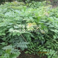 沭陽一米高紫藤苗批發(fā)價(jià)格紫藤樹苗價(jià)格