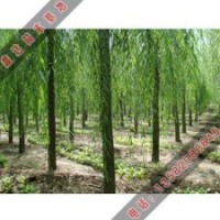 胸徑8公分垂柳是多少？