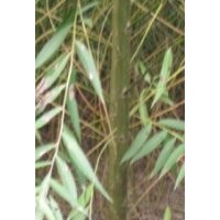 美國(guó)竹柳青峰苗木培育基地