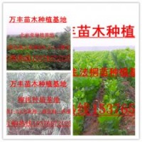 法桐,柳樹,欒樹