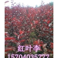 密枝紅葉李@密枝紅葉李苗