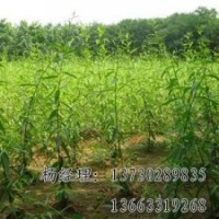 垂柳專業(yè)供應(yīng)海源廠家