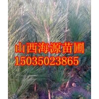 營養(yǎng)杯油松苗 山西絳縣油松苗 山西油松苗 油松子 油松小苗