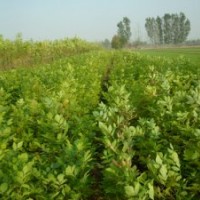 供應(yīng)白蠟、油松、白皮松