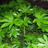 大葉梔子，小葉梔子，小葉女貞，八角金盤，十大功勞，月季