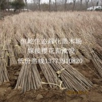 全國快遞發(fā)櫻花苗包品種包運費嫁接櫻花樹苗
