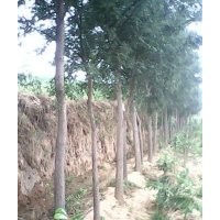 山西國(guó)槐，15-35公分國(guó)槐，古槐，工程國(guó)槐，國(guó)槐苗