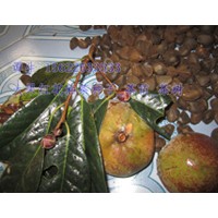 出售大果紅花油茶種子