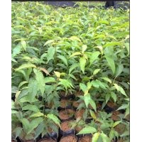 臺(tái)灣冬櫻花苗，臺(tái)灣冬櫻花樹苗，臺(tái)灣冬櫻花小苗