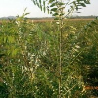 山西太原苗木供應(yīng)國(guó)槐