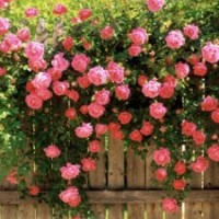 低價(jià)供應(yīng)薔薇，連翹，紅帽月季，黃帽月季等苗