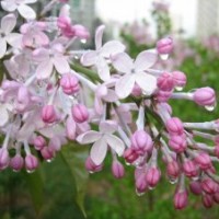 丁香花期長(zhǎng)