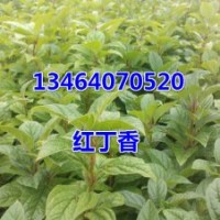 紅丁香，紫丁香，四季刺玫，榆葉梅，紅王子錦帶